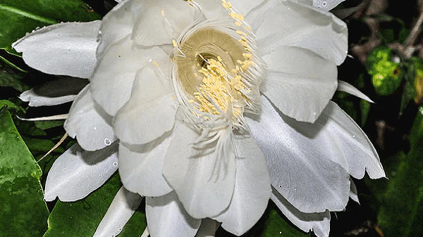 Brahma Kamal Plant Vastu: Direction & Benefits 2026